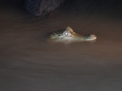 Corto Maltes, Amazonia.